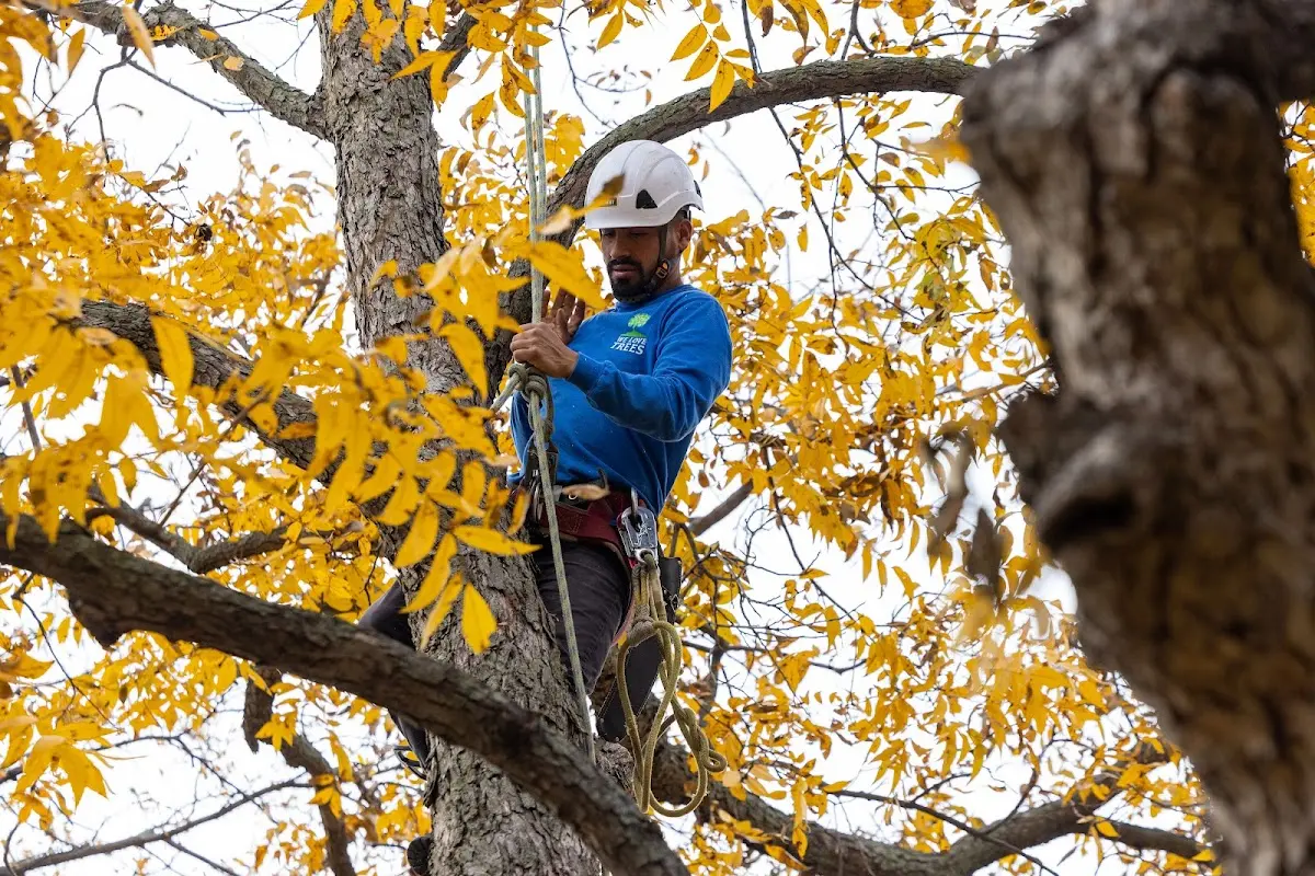 Skilled Tree Pruning crew working in Simms
